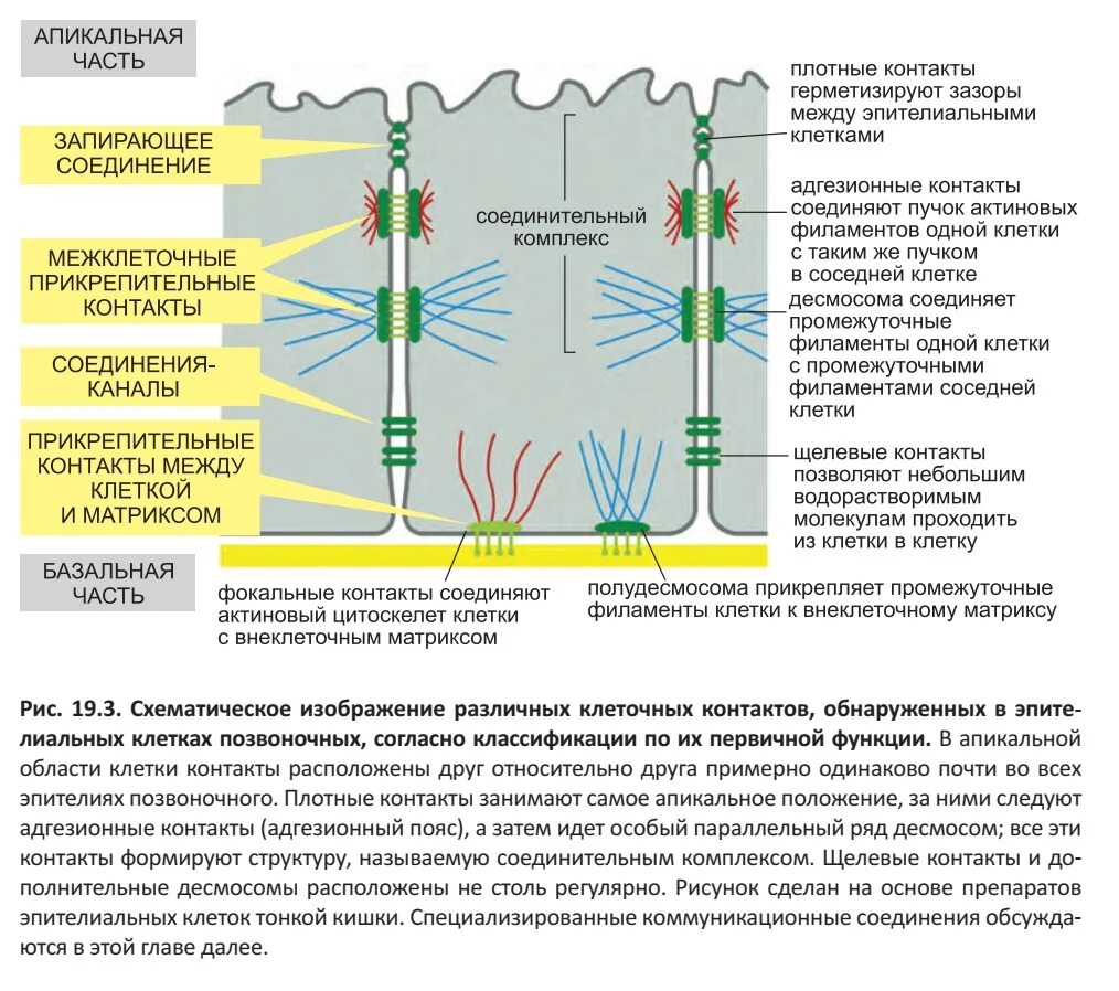 Между клетками есть. Типы межклеточных соединений. Строение межклеточных соединений. Типы межклеточных контактов схемы. Схема строения межклеточных контактов.