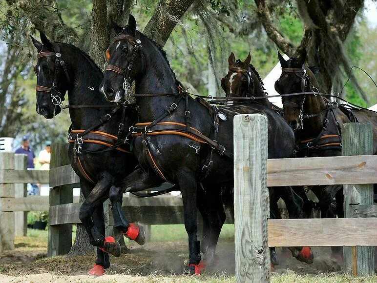 Driving horse