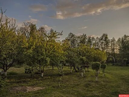 Яблоневые сады ясной поляны