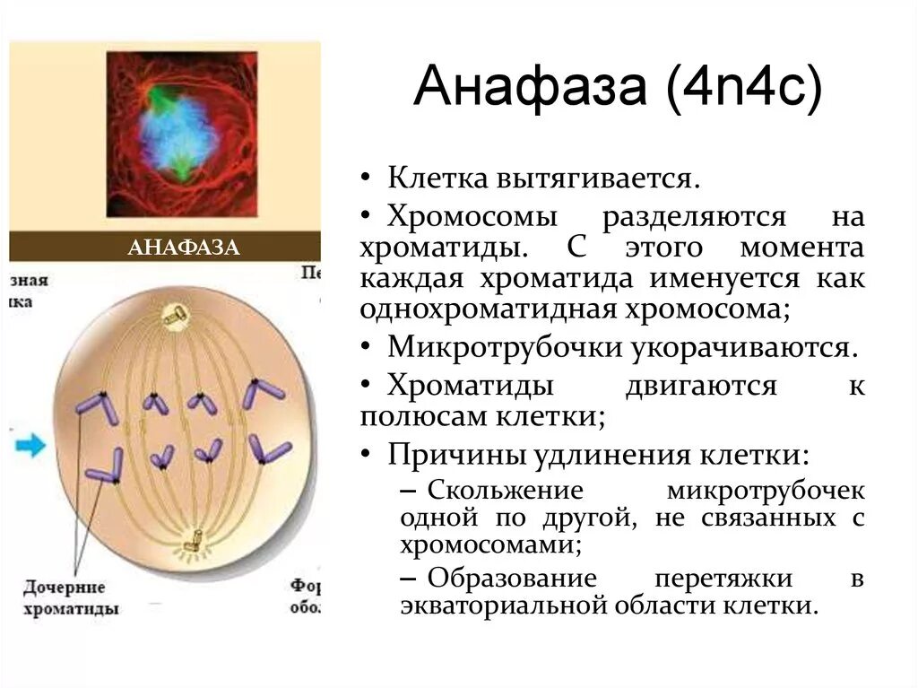 Сколько клеток в анафазе. Митоз анафаза 4n4c. Митотического веретена анафаза. Клетка в анафазе митоза. Генетический набор в анафазе митоза.