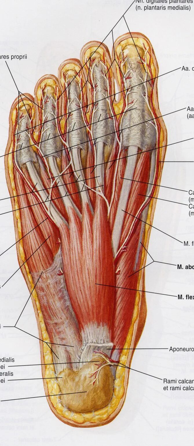 Foot muscle. Подошвенные мышцы стопы. Мышцы подошвы стопы анатомия. Сухожилия стопы анатомия. Мышцы ступни человека анатомия.