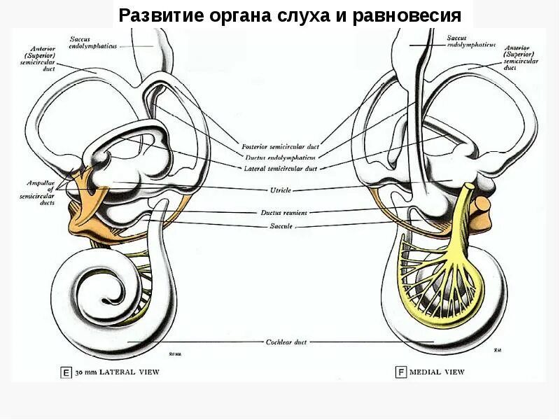 Развитие органа равновесия гистология. Орган слуха и равновесия. Развитие органа слуха и равновесия. Развитие органа слуха. Орган слуха и равновесия презентация