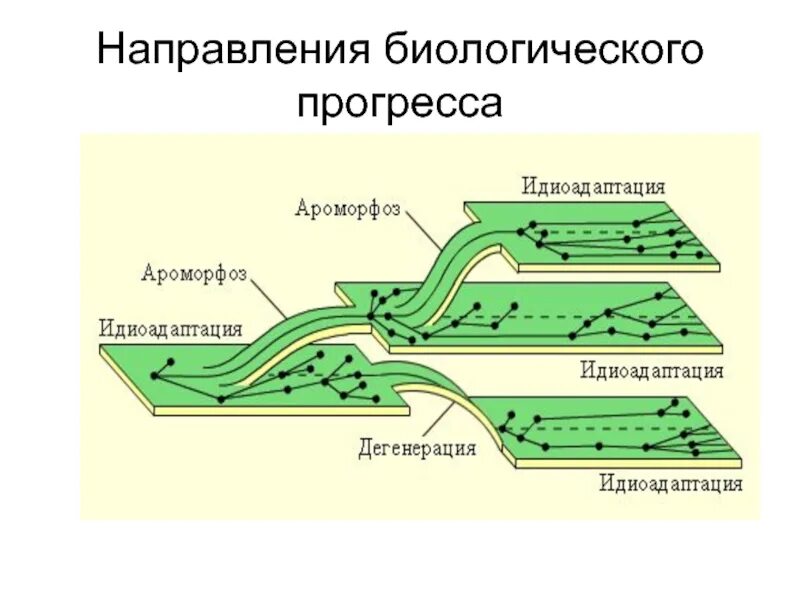 Основные пути биологического прогресса. Пути эволюции общая дегенерация идиоадаптация. ароморфоз идиоадаптация дегенерация. пути биологического прогресса ароморфоз. ароморфоз идиоадаптация дегенерация таблица.
