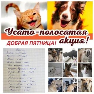 Усатый полосатый приют кемерово