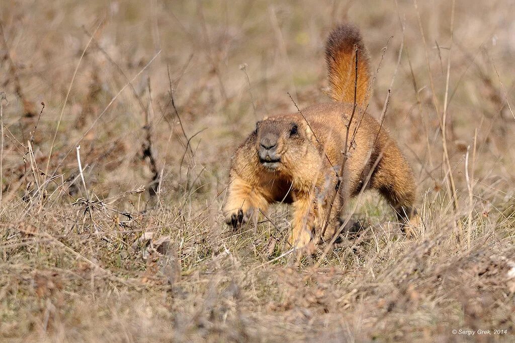 степной сурок байбак. животные лесостепи казахстана. сурок обыкновенный байбак. пустыни и полупустыни россии суслики. животные лесостепи казахстана.