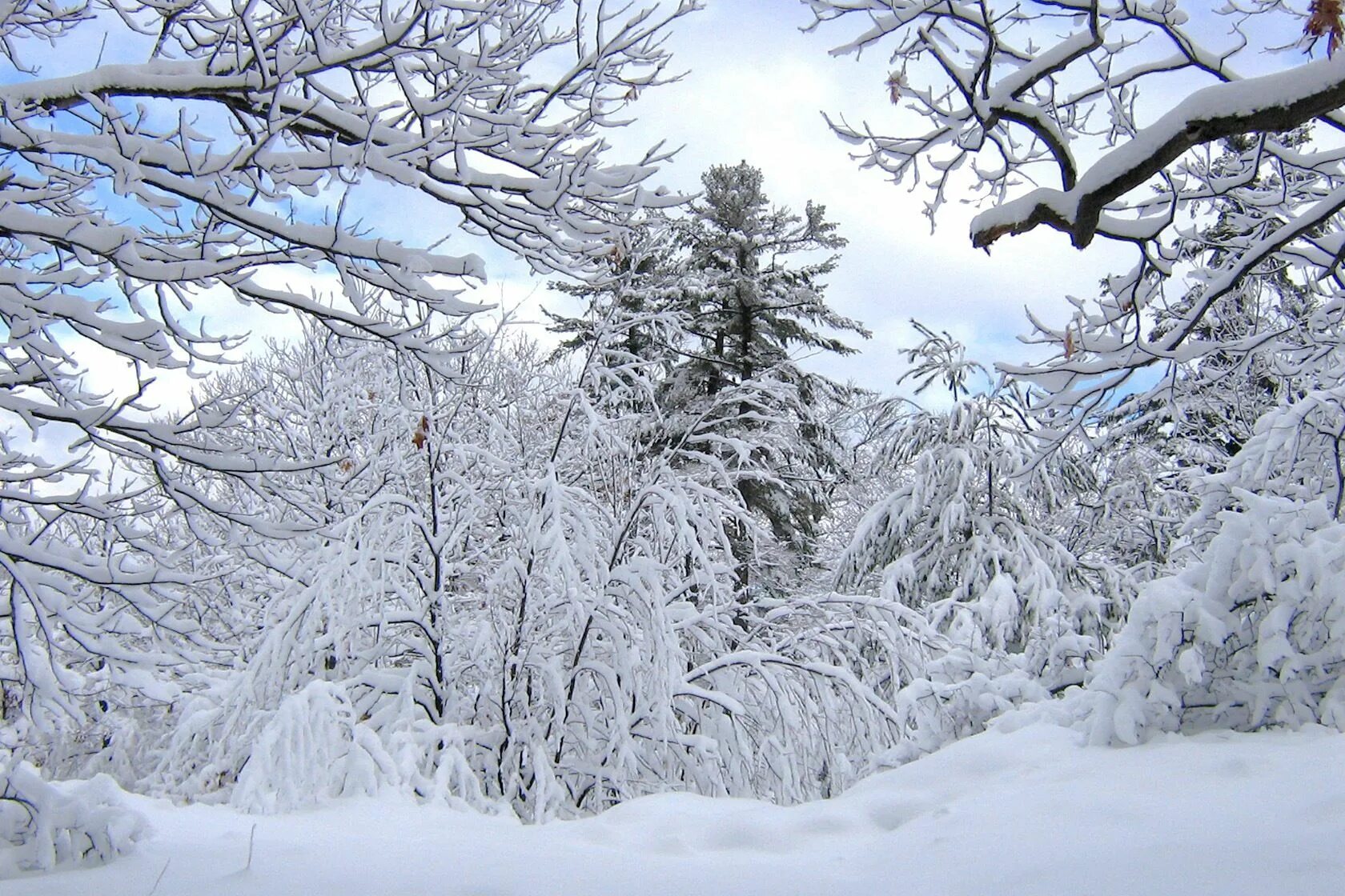 Snow is beautiful. Сказочный зимний лес фото. Сонный зимний лес. Зимняя красота картинки.