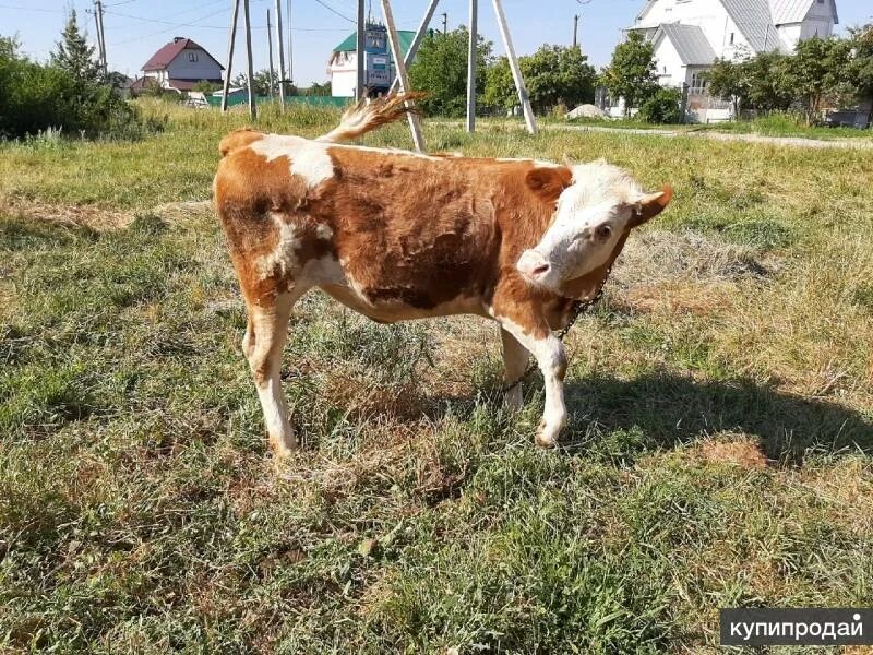 Купить стельную телку. Корова в Липецке. Моя реклама Липецк животные с/х. Купить в Липецке корову.