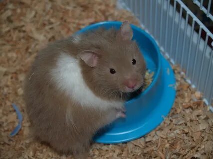 My hamster