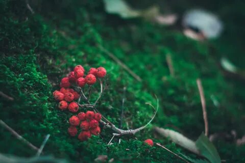 Forest berries