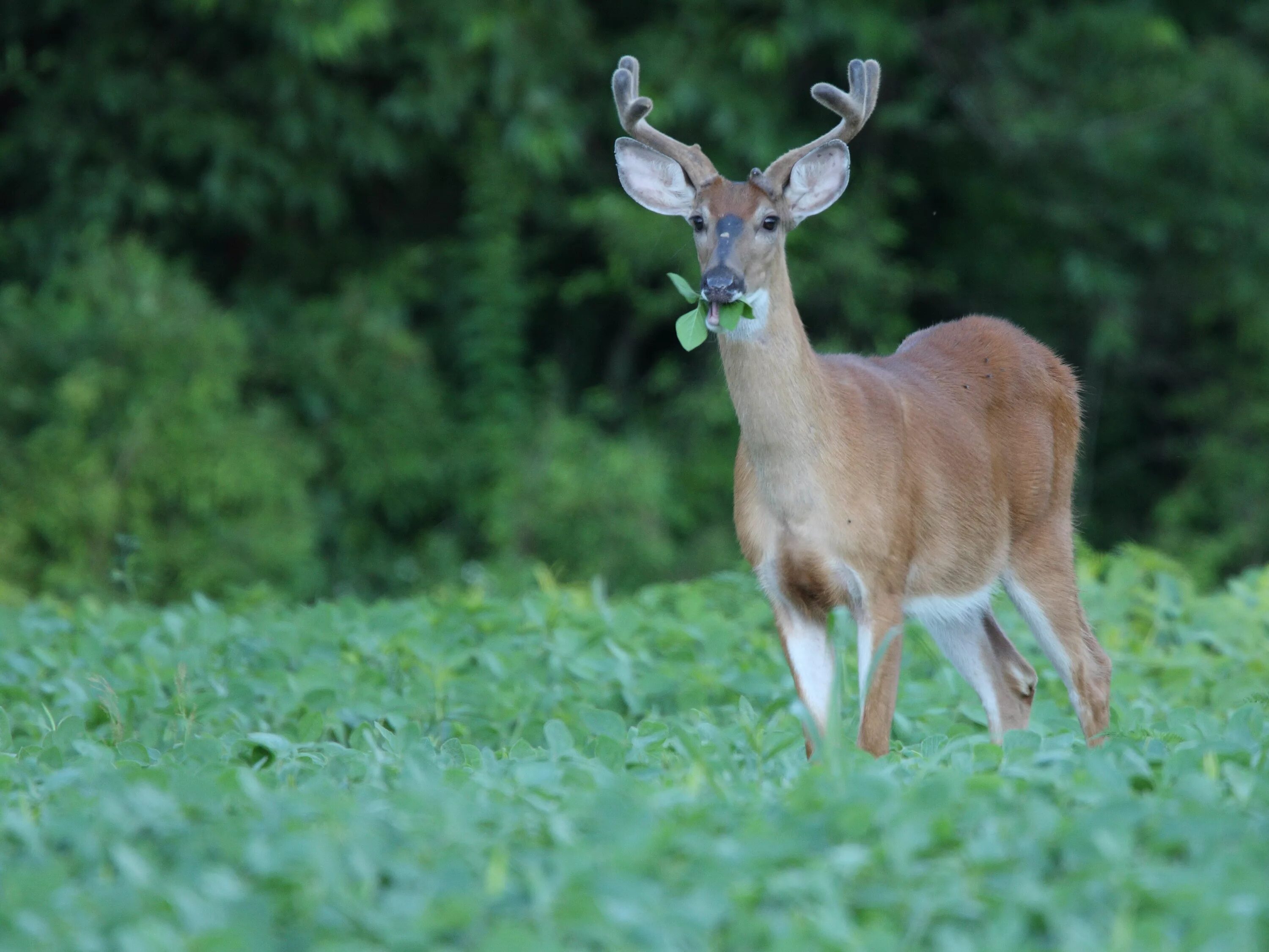 White tailed Deer. Deer. Managing Wildlife. Deer Belleto mature. Deer marie