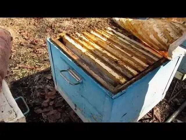 Чем обработать пчел осенью