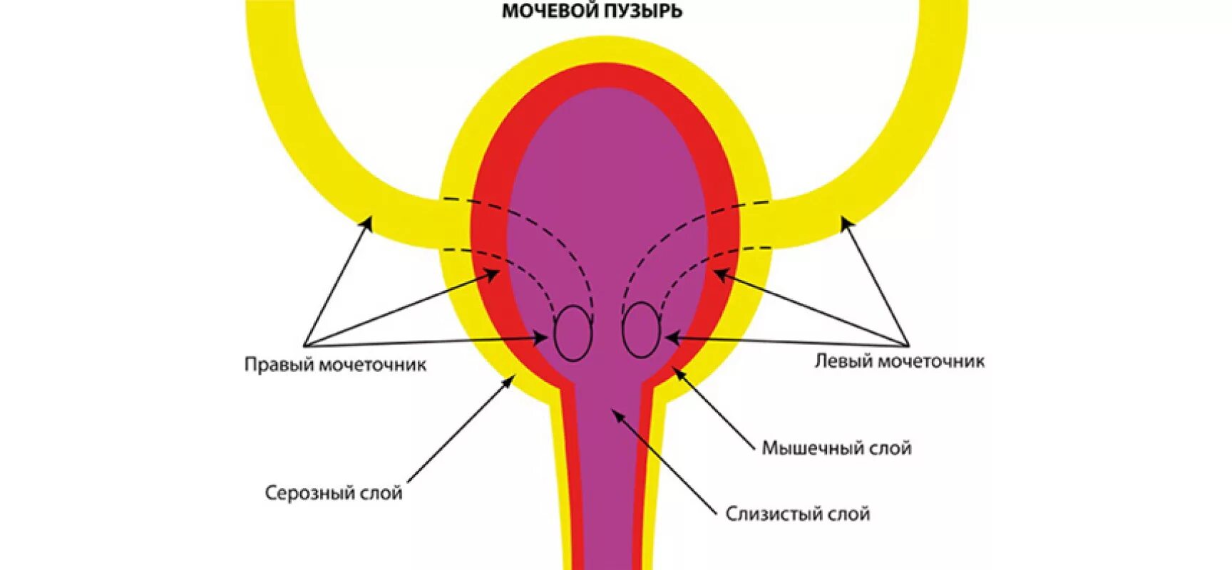 Мочеточник и мочевой пузырь строение. Схема строения мочевого пузыря. Устье мочеточника в мочевом пузыре. Отделы мочевого пузыря анатомия. Мочеточники мочевой строение.