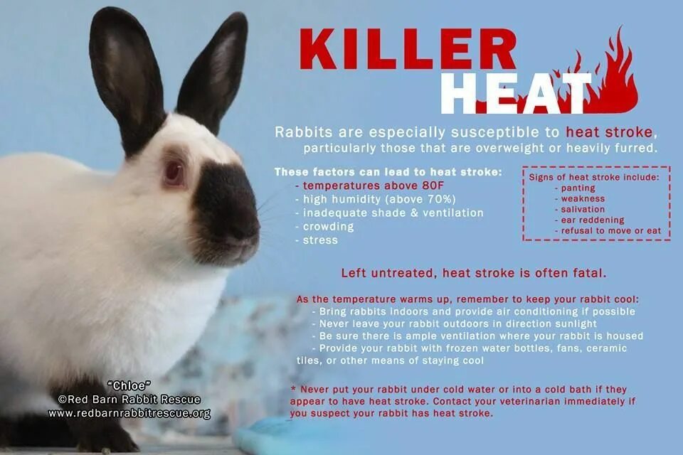There is a rabbit. Экзотические кролики. cool rabbit. rabbit in heat.