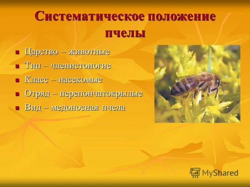 Путешествие в мир паслёновых растений - презентация онлайн