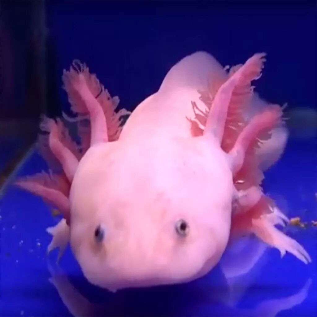 Аксолотль альбинос. Рыбка аксолотль. Аксолотль розовый. Амбистома альбинос.