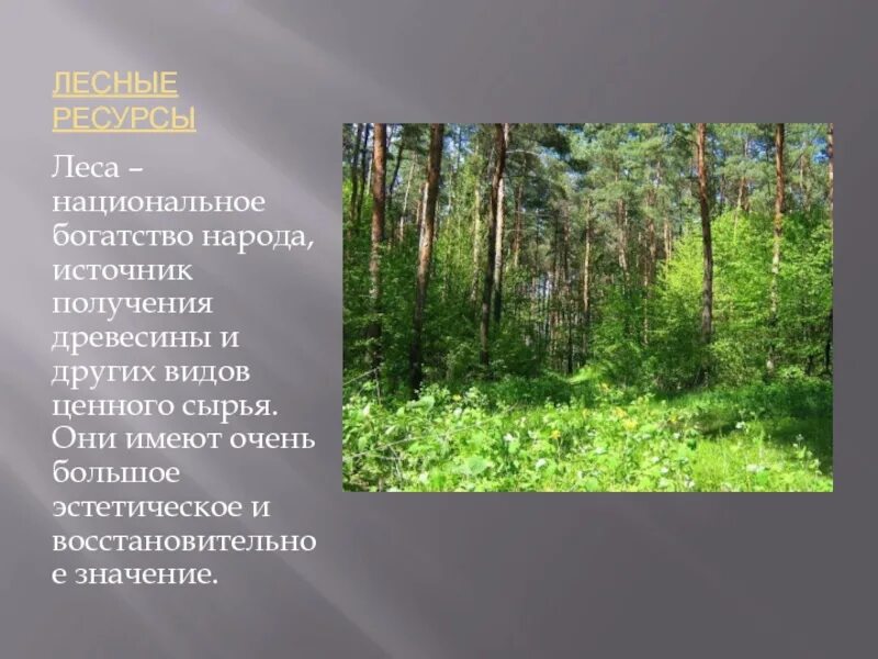 Лесные богатства России. Лес богатство России. Лесные богатства леса это. Лес и богатство его видов. Богатства россии сообщение