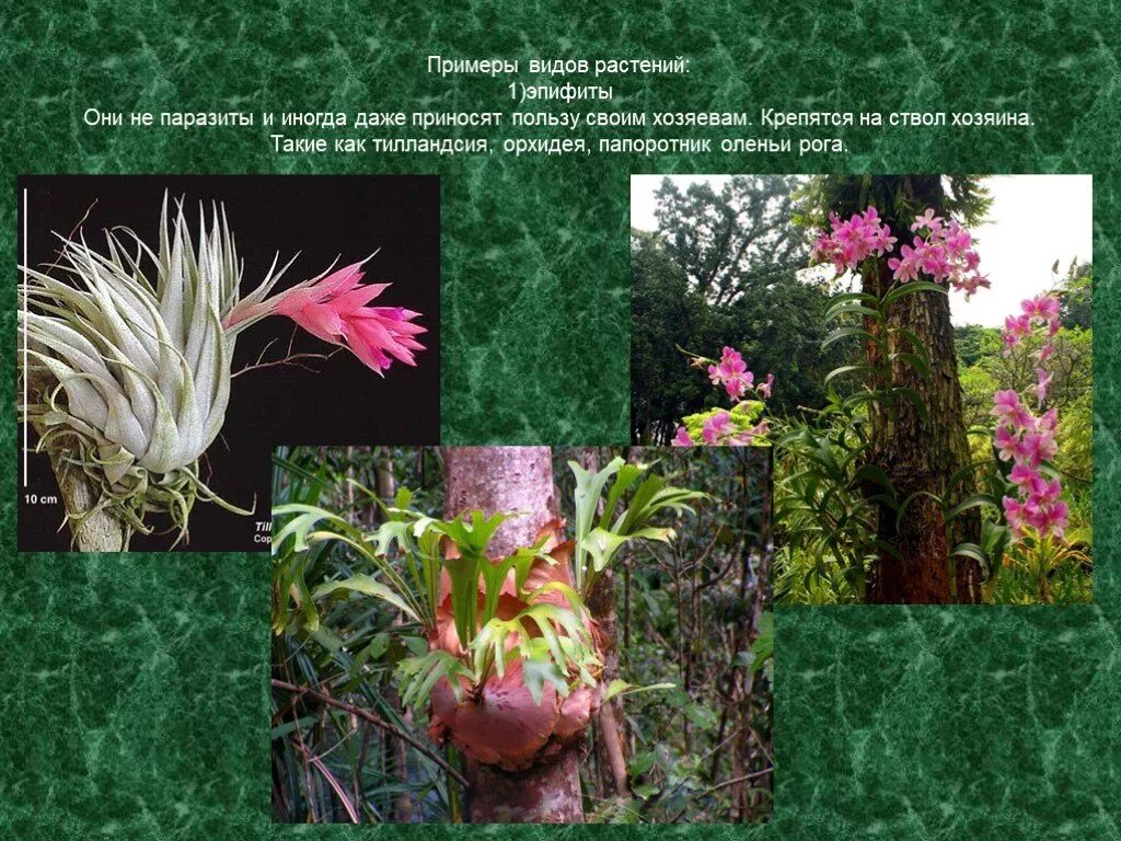 Виды эпифитов. Эпифиты в тропическом лесу. Эпифитная бромелия. Папоротники Эпифиты. Растения Эпифиты орхидеи.