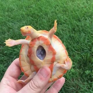 Удивительные черепахи