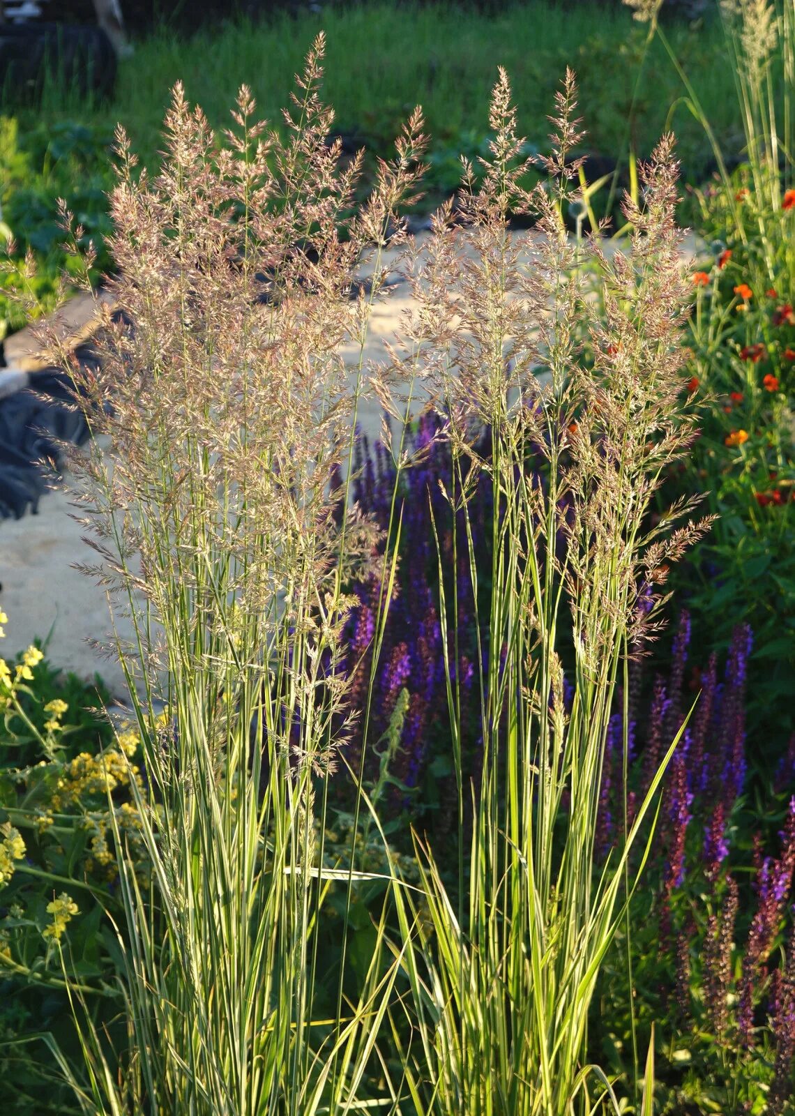 Вейник остроцветковый. Вейник остроцветковый (Calamagrostis acutiflora). Вейник Overdam. Вейник остроцветковый Karl Foerster. Вейник овердам