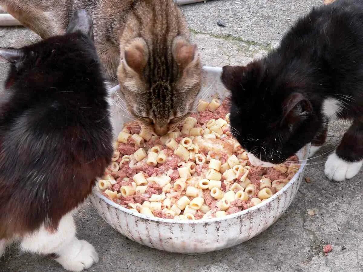 Можно ли давать котенку влажный