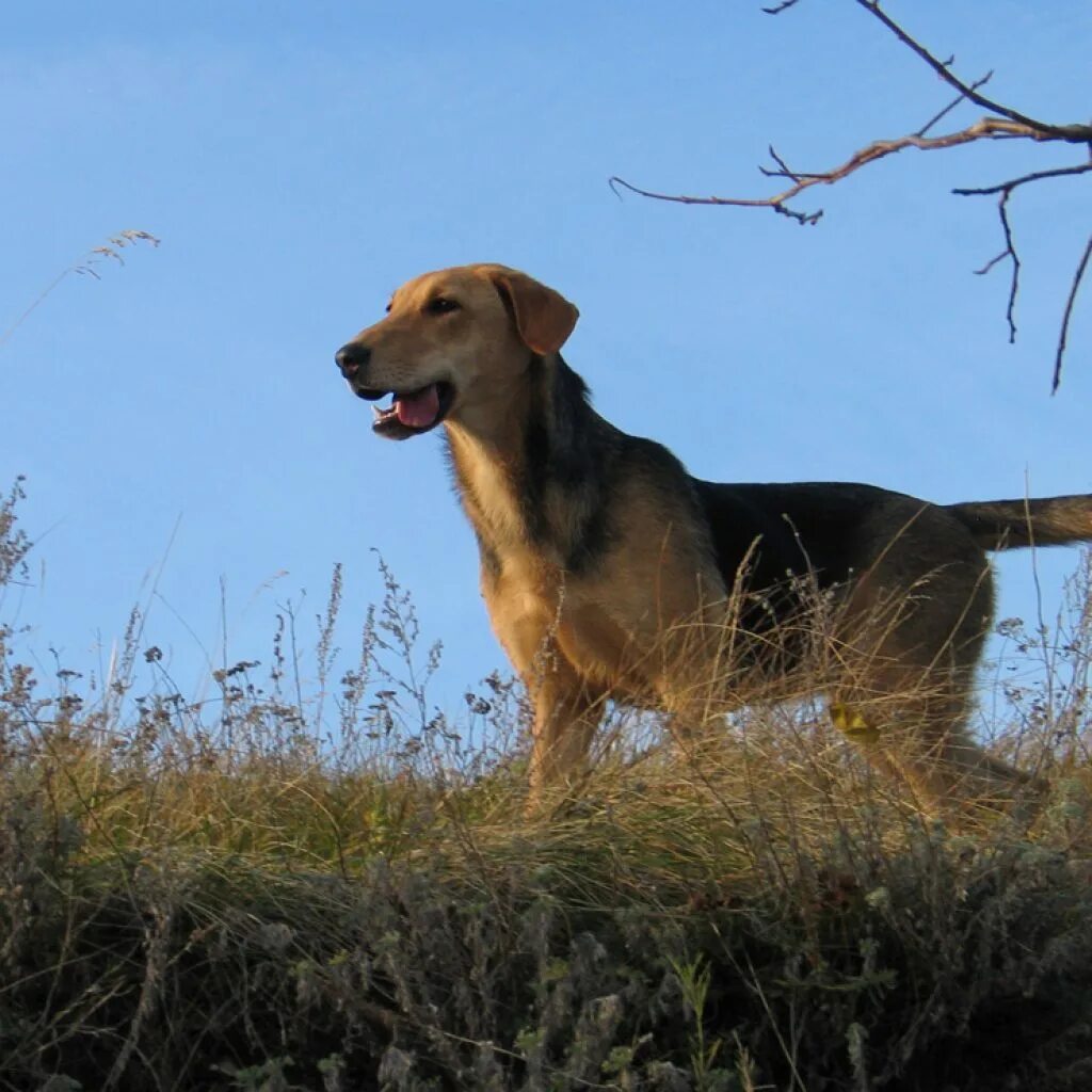 Гончар собака. Русская гончая собака. Гончар собака. Сибирская гончая. Русская гончая пегая гончая.