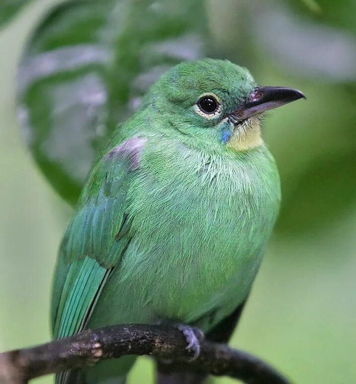 Фото зеленых птиц. Chloropsis sonnerati. Зеленый Дакнис. Малый зелёный рогоклюв. Зеленая птица.