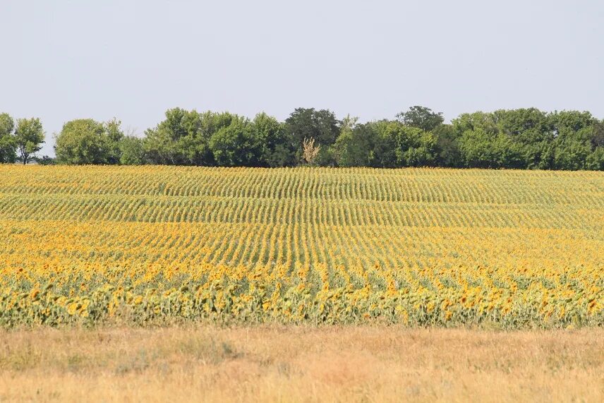 кукурузное поле пейзаж. агроценозы и агроэкосистемы. почему урожай на полях защищенных лесополосами. почему урожай на полях защищенных лесополосами. выполнив лабораторную работу передвижение воды.