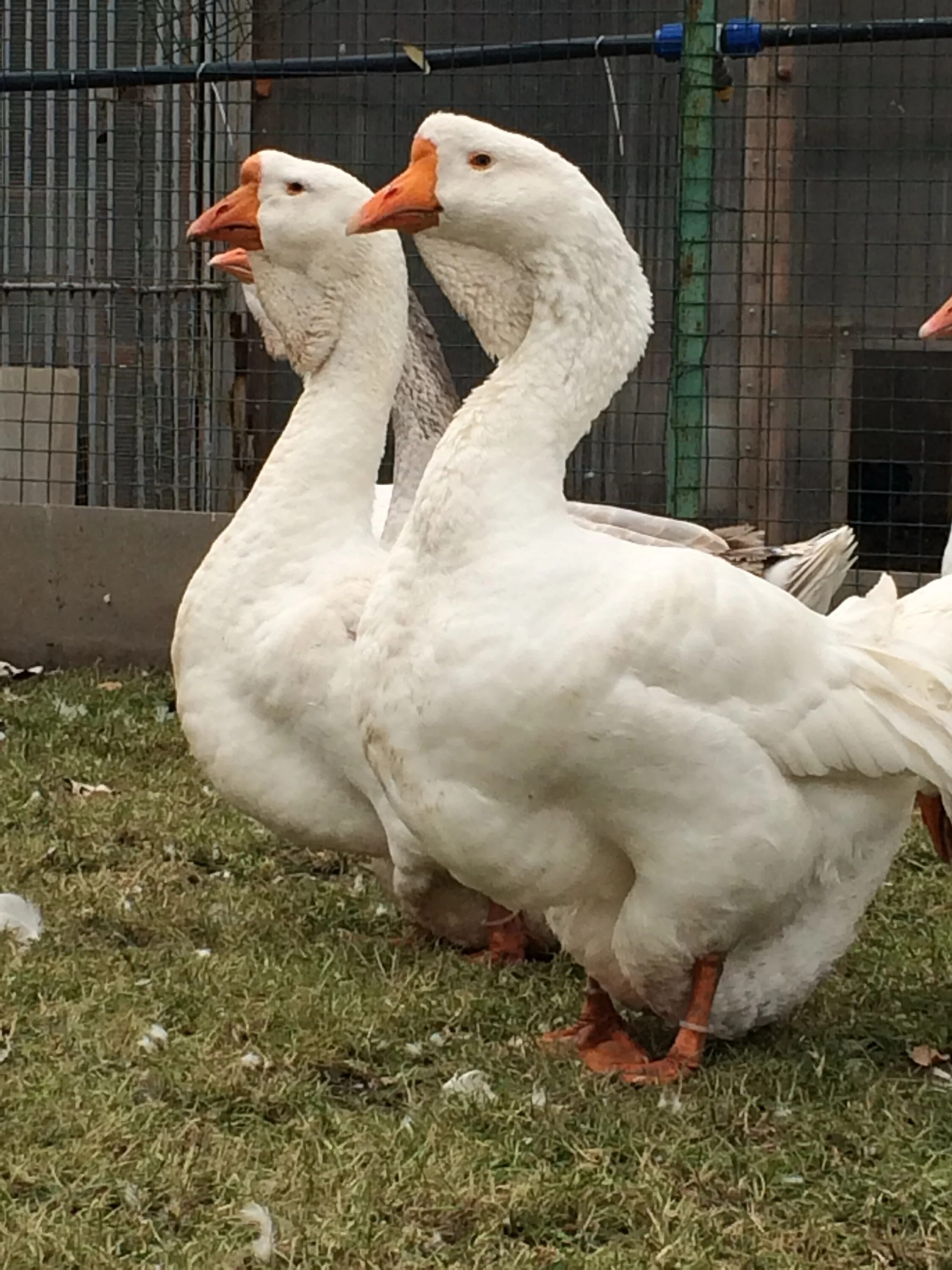 Какие самые большие гуси. Какие самые большие гуси. Гусь тулузский чистопородный. Чубарые холмогорские гуси. Эмденская порода гусей.