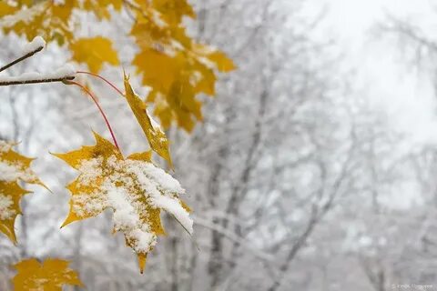 Лист клена в снегу