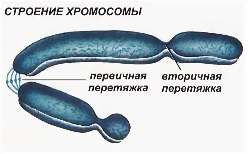 Перетяжка хромосомы