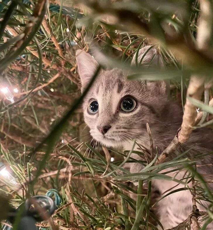 Мимо елок. Пихтово-еловые леса урала. Котёнок и ёлка. Ель в зимнем лесу. Новогодние коты.