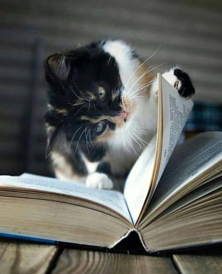 Чтение книг о животных. Книги про кошек. книга котик. кот с книгой. умный кот.