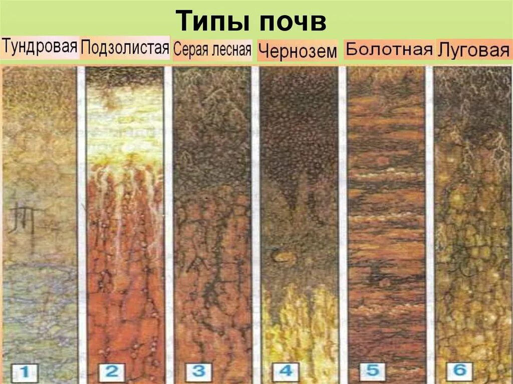 Укажите различия разных типов лесных почв. Типы почв земли в россии. тундровая почва подзолистая серая лесная чернозем болотная луговая. типы почв по плодородию. типы почв россии таблица типы почв особенности.