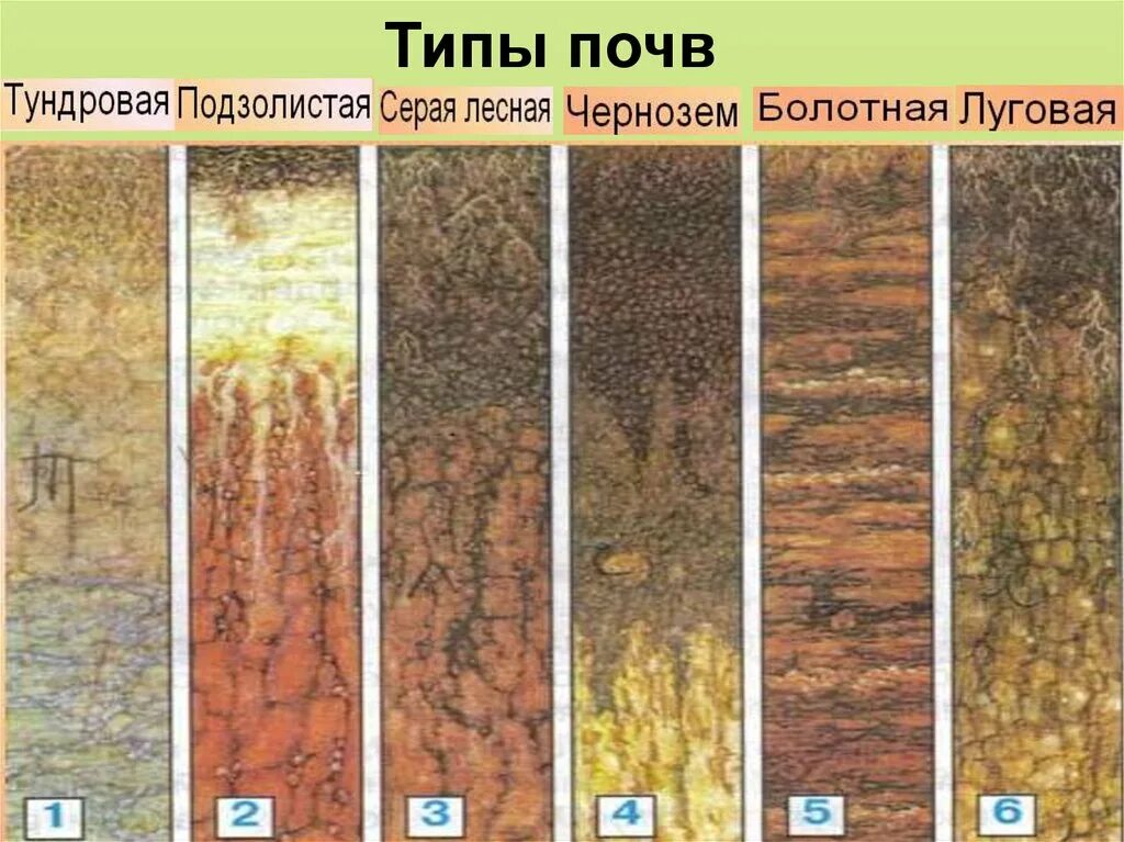 Типы почв по плодородию. Типы почв земли в России. Тундровая почва подзолистая серая Лесная чернозем Болотная Луговая. Типы почв России таблица типы почв особенности. В какой зоне наиболее плодородные почвы