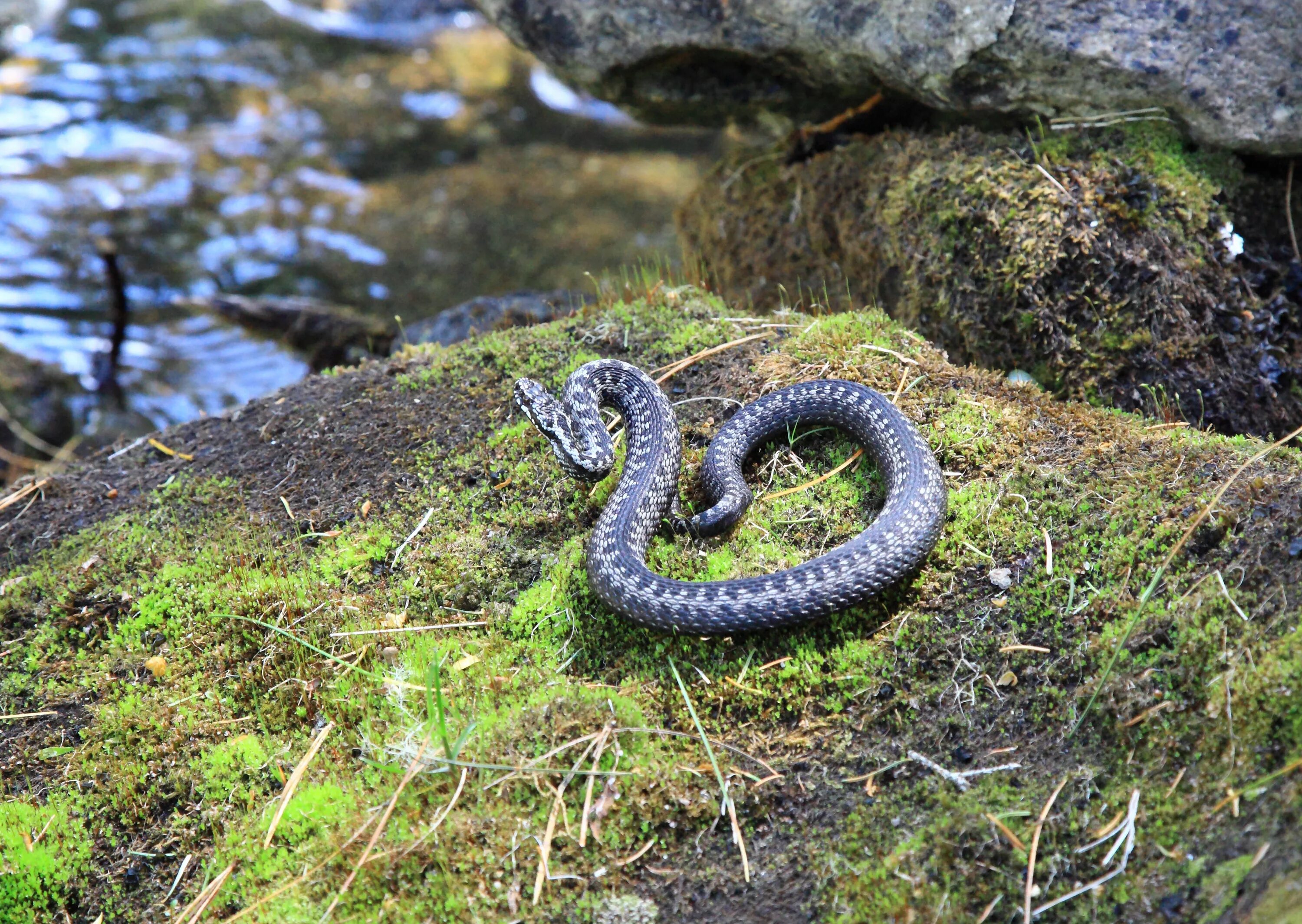 Природа ядовитых змей. Обыкновенная гадюка (Vipera berus). Черная Болотная гадюка. Гадюка Уральская. Боровая гадюка.