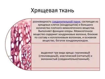 Какая ткань самая твердая в организме человека