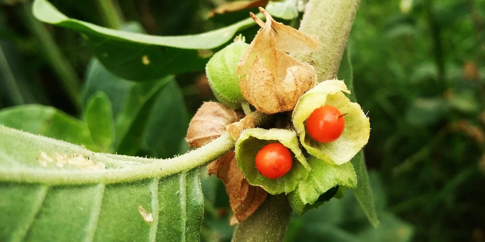 Ашваганда семена. Ашваганда pharmovit. Ашваганда растение. Индийский женьшень ашваганда. Ашваганда.