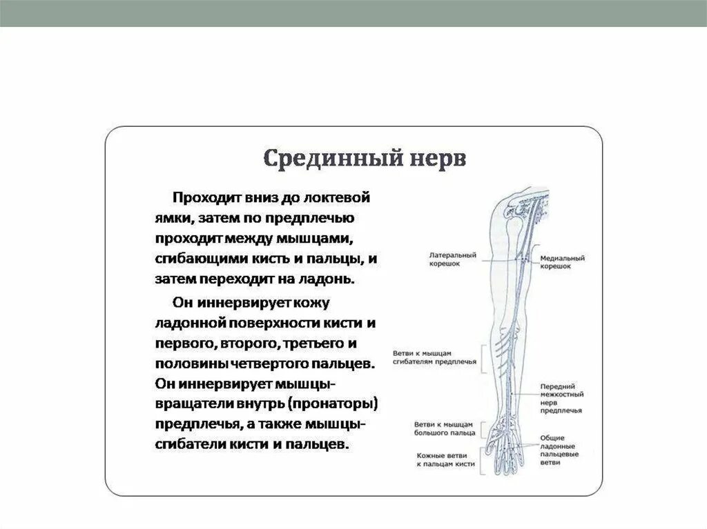 Топография срединного нерва на кисти. Срединный нерв анатомия иннервация. Область иннервации срединного нерва. Срединный нерв топография.