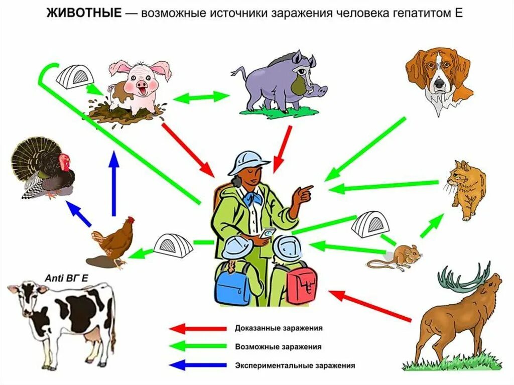 Гепатит е передача. Способы передачи гепатита е. Гепатит е источник инфекции. Гепатит е эпидемиология. Вирусный гепатит е пути передачи.