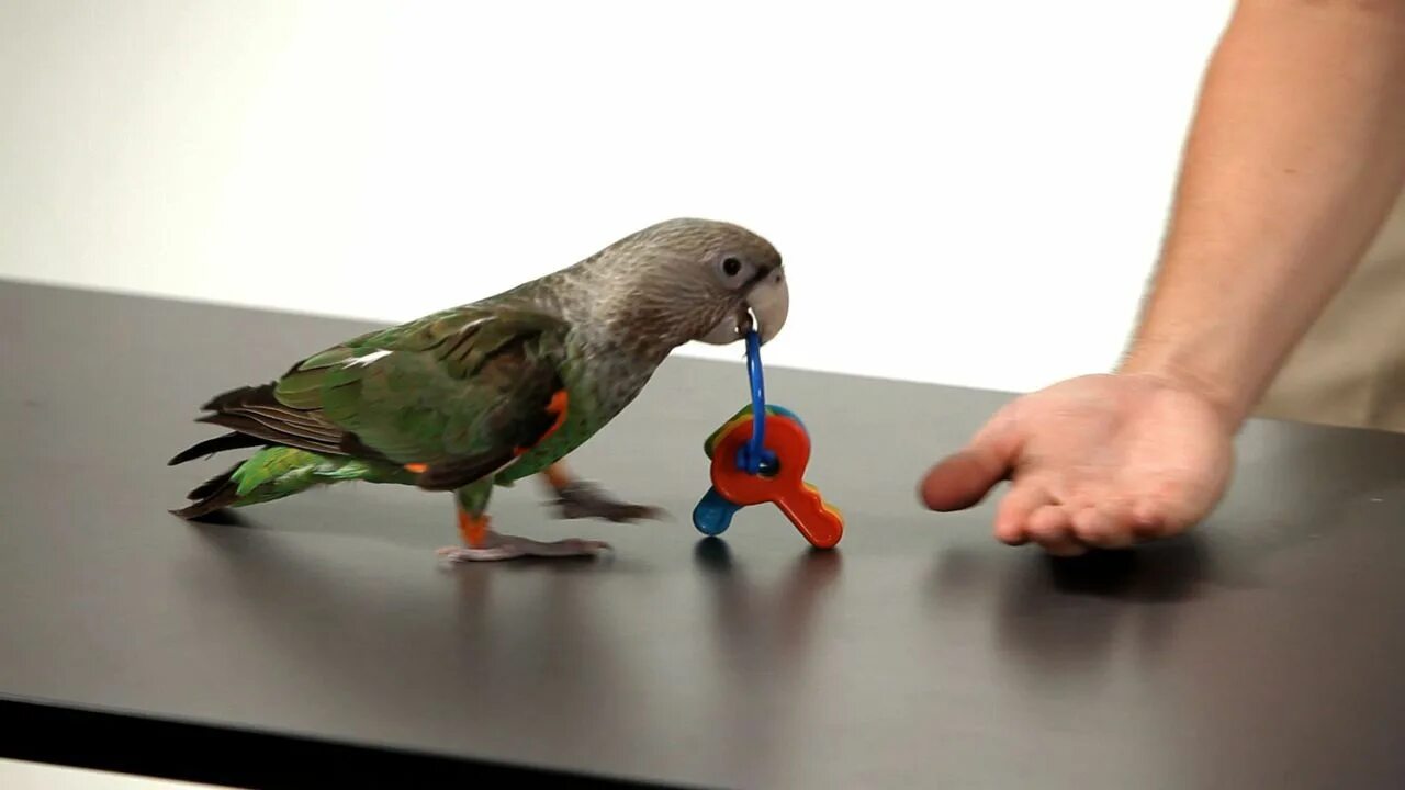 Parrot Training. Parrot Trainer. Выставка экзотических птиц. Parrot at Home. Curl parrot