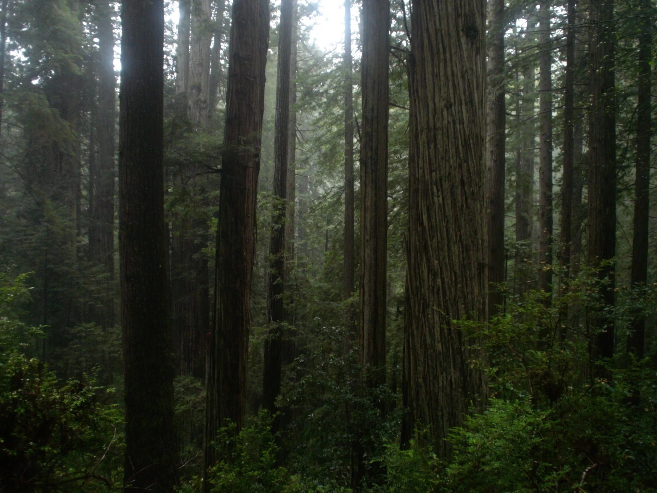 В отдельных местах леса где. Редвуд Форест. Редвуд Форест Калифорния. Лес секвой. Редвуд национальный парк туман.