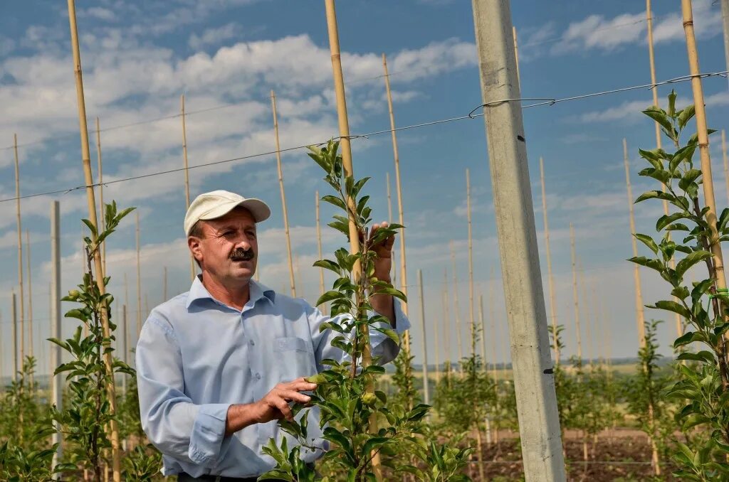 Сельское хозяйство дагестана. Растениеводство дагестана. Северный кавказ хозяйство виноградники. Сельское хозяйство республики дагестан. Растениеводство дагестана.