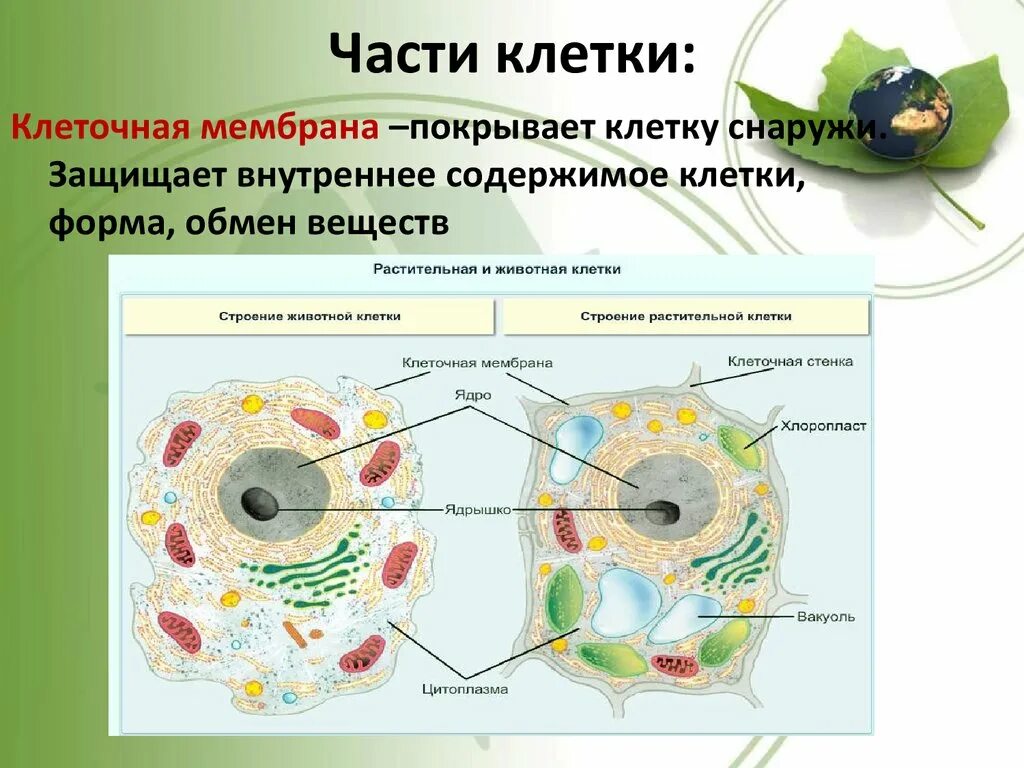 Клетка впр. Части клетки. Клеточное строение. Строение клетки части клетки. Основные составные части клетки.