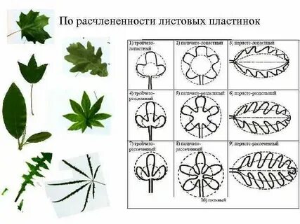 Расчленение это