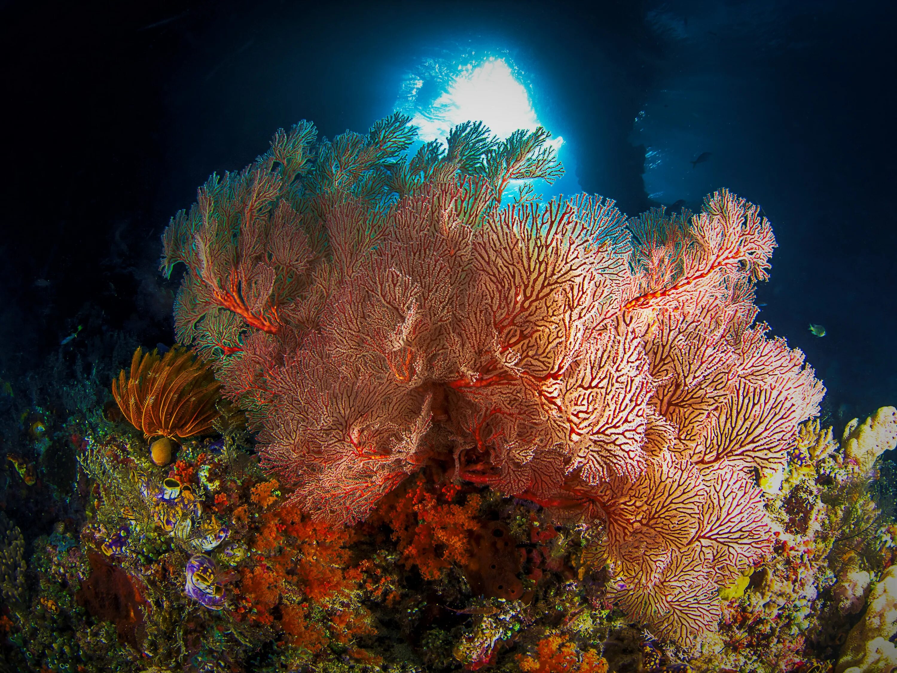 Coral more. Подводный риф риф. Большой Барьерный риф коралловые полипы. Риф коралловый 54546. Кораллы черного моря.