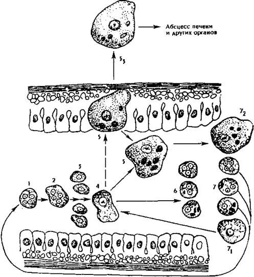 Стадия амебы поражающая толстый кишечник человека. Жизненный цикл дизентерийной амебы. Жизненный цикл дизентерийной амебы схема. Стадии цикла развития дизентерийной амебы. Цикл развития развития дизентерийной амебы.