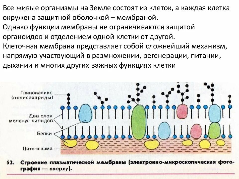 Основные функции клеточных мембран обеспечивают. Строение мембраны клетки. Клеточная мембрана строение и функции. Структура гликокаликс и функции. Строение цитоплазматической мембраны и ее функции.