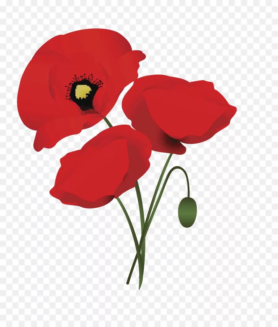 Poppies png. Мак рисунок. Мак мультяшный. Мак для детей на прозрачном фоне. Маки векторное изображение.