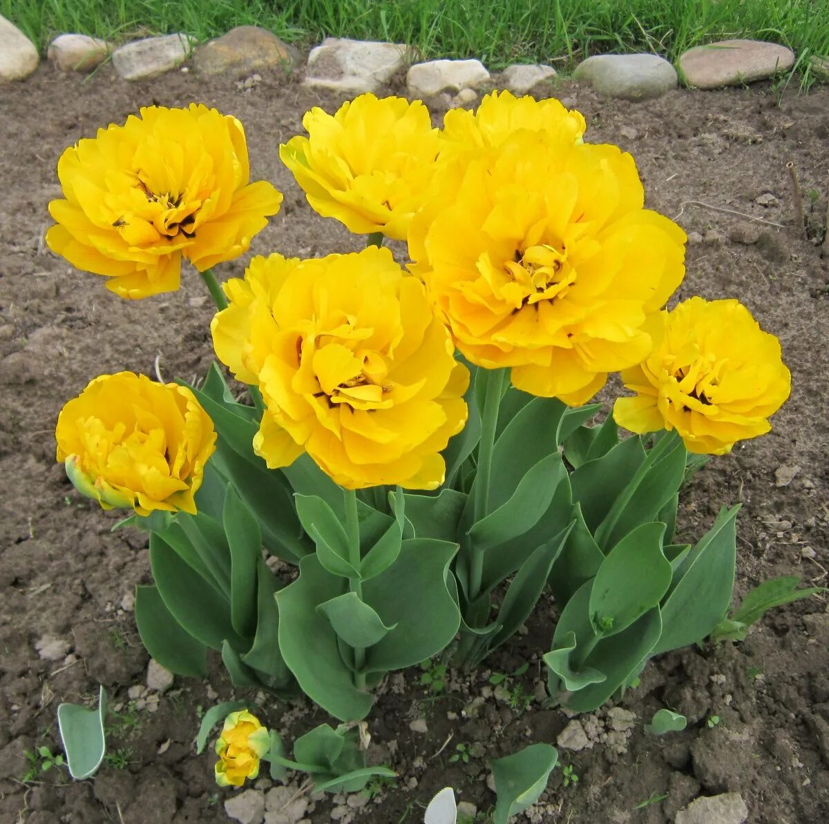 Надо ли выкапывать тюльпаны. Тюльпаны после цветения. Выкапываем тюльпаны после цветения. Нужно ли выкапывать тюльпаны после цветения каждый год. Заяц выкапывает тюльпаны в пустыне.