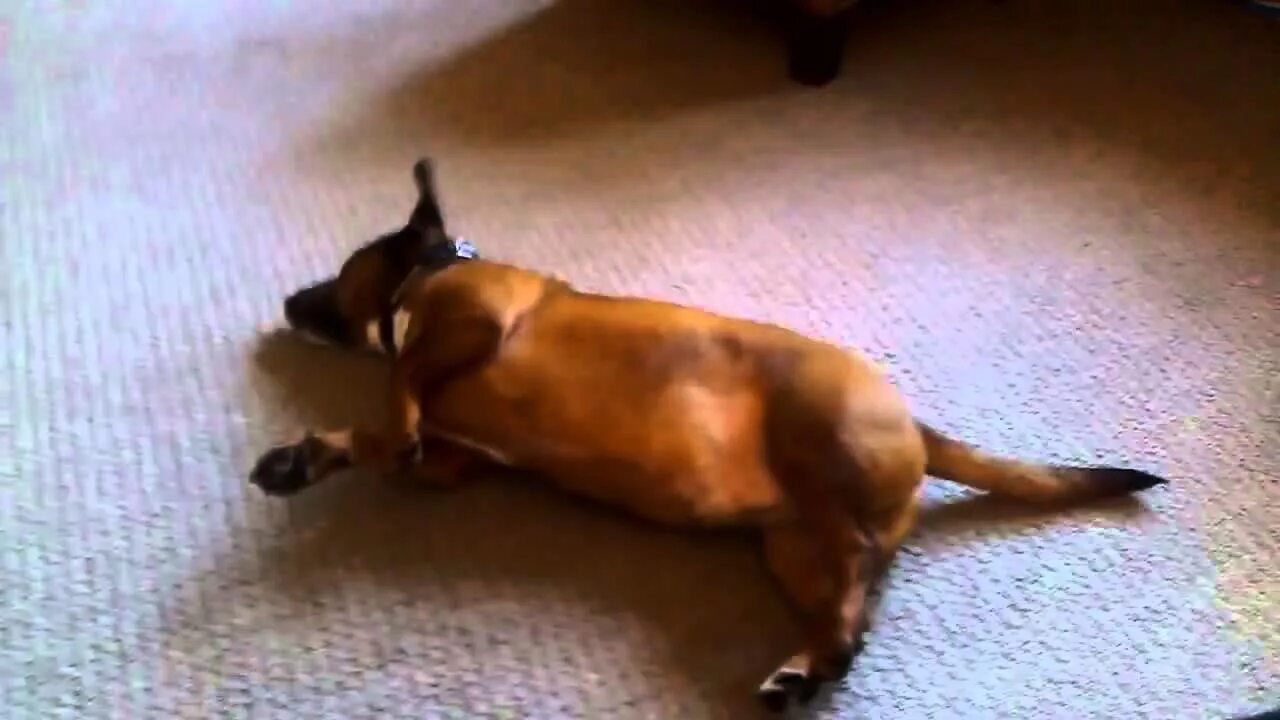 Почему собака поджимает хвост. Собака катается по полу попой.